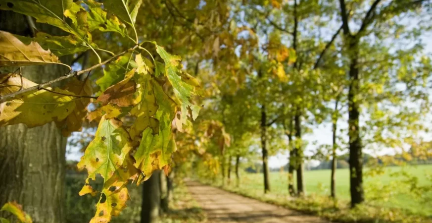 wandelen meerhout