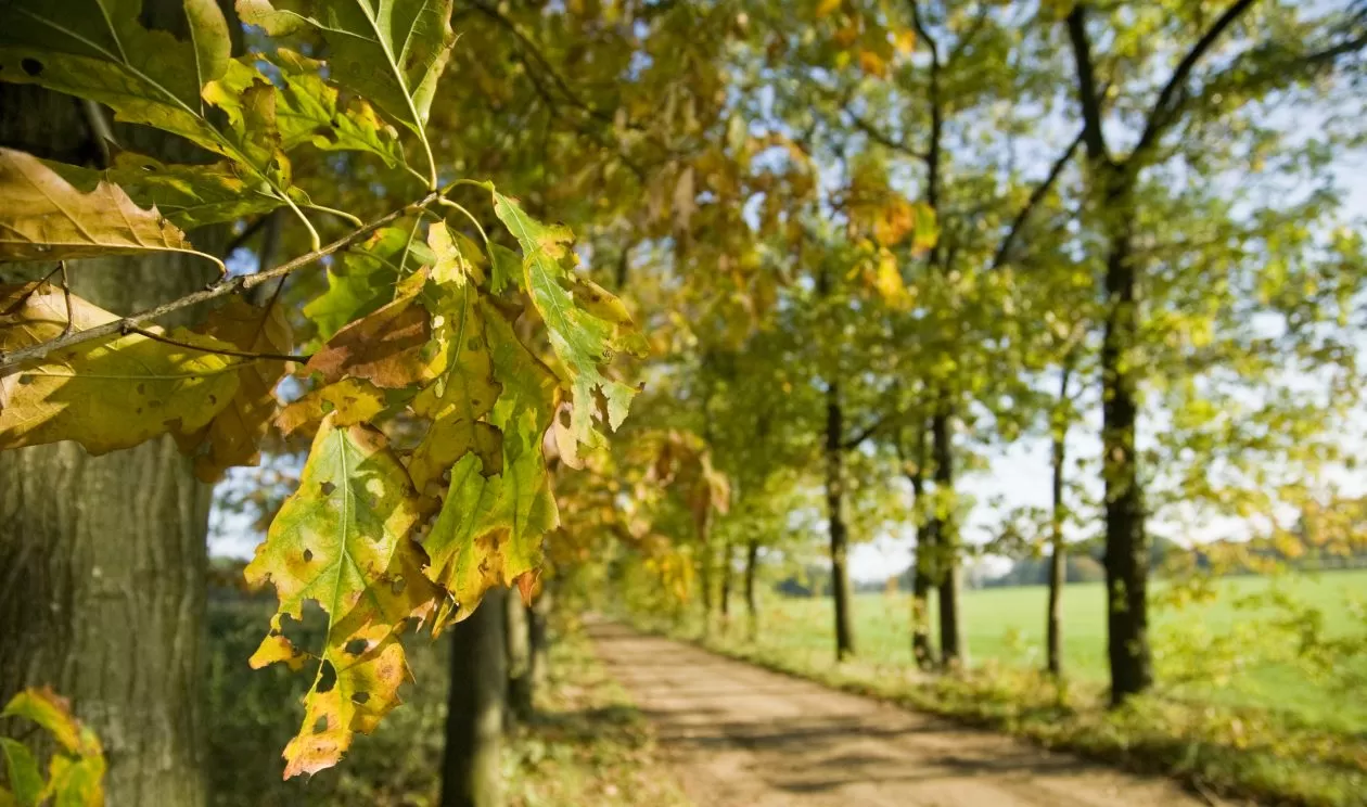 wandelen meerhout